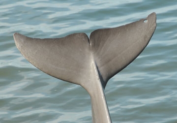 Although all tailflukes are unique to each dolphin, Aleta's small