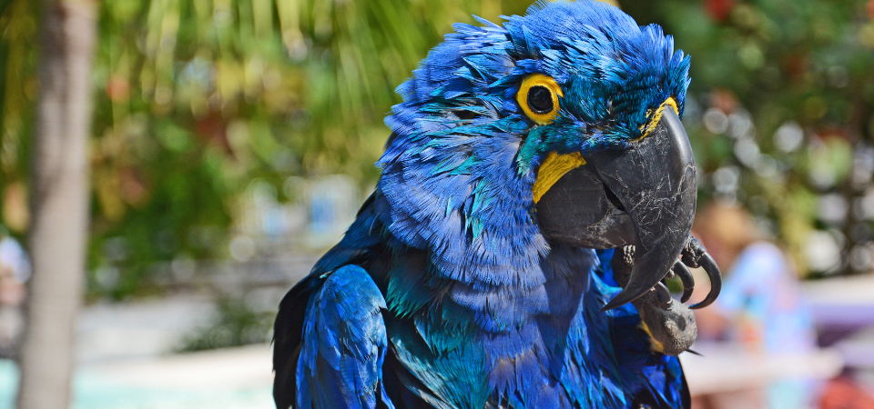 Hyacinth Macaw named Blue
