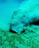 Learn what manatees eat.