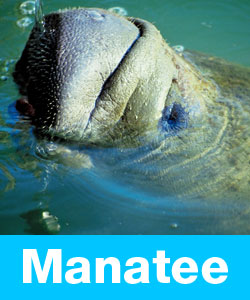 Want to learn about manatees?