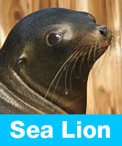 Want to learn about sea lions?