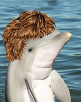 Find out if dolphins have hair.