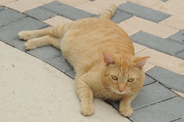 Sebastian is a sweet cat who loves to roll around on the walkway.