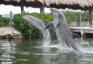 Diva shows off with her mom, Aleta, in a swim with the dolphin progra