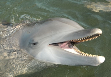 Aleta is a beautiful Atlantic bottlenose dolphin who lives at Dolphin