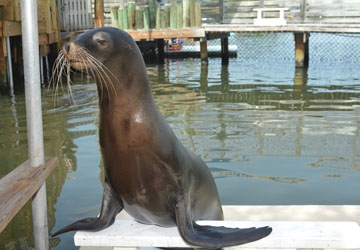 Diamond is the youngest member of our sea lion colony.