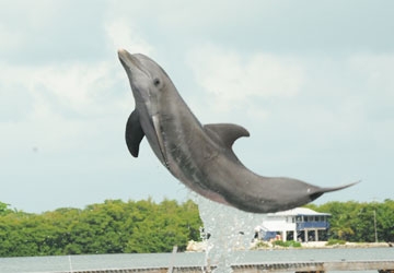 Gypsi is a very athletic dolphin who lives in Florida.