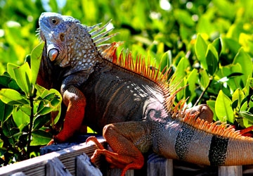 Iguanas are often found on top of mangrove bushes.