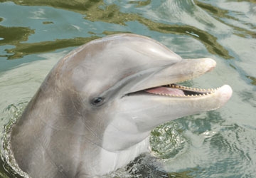 Jax is a rescued bottlenose dolphin.