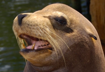What a handsome California sea lion.