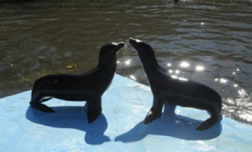 Can you tell these California sea lions apart?