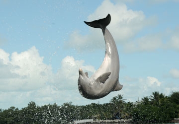 A Flipper grandson, Pax is very athletic.