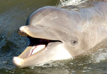 Sandy, the bottlenose dolphin, says hello!