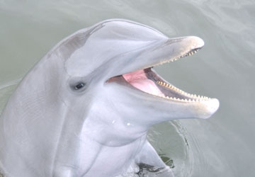 Santini is one of the smartest bottlenose dolphins we know!