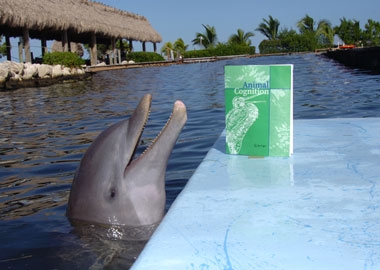 Tanner investigates the scientific journal Animal Cognition, where DRC published our findings about what dolphins understand about hidden objects.
