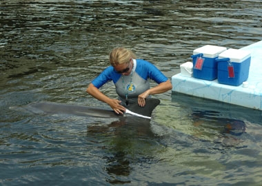 To ensure observer's reliability in dolphin identification, Emily Guarino, Admin. Director of Research, applies harmless zinc oxide to a dolphin's dorsal fin.
