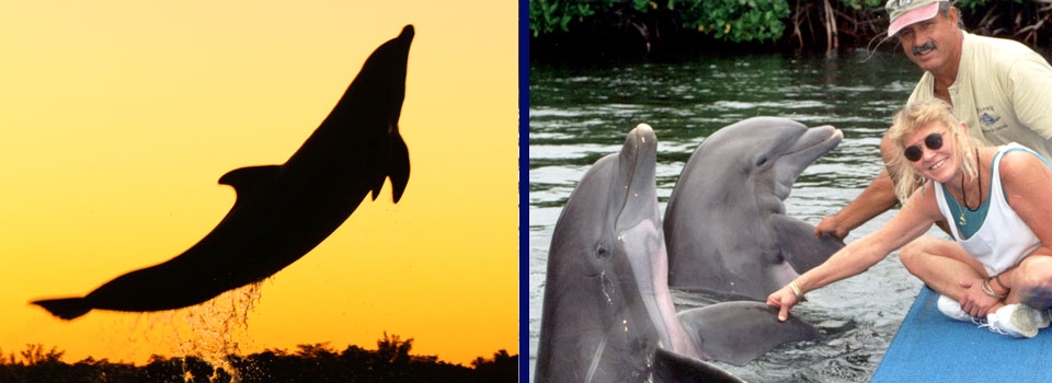 Dolphin Research Center was founded as a nonprofit corporation in 198