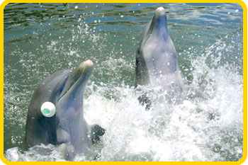 The dolphins enjoy playing thinking games.
