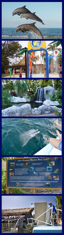 Swim with dolphins or just spend the day at Dolphin Research Center