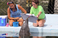 Two trainers on the dock working with a dolphin (Program Image)