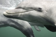 Underwater close-up of a dolphin (Program Image)