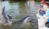 Guests signalling to dolphins in the water (Quicklink Item)