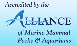 A thumbnail image for 'Alliance Accreditation'