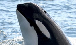 A thumbnail image for 'About Blackfish'