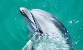 A thumbnail image for 'Don't Feed Wild Dolphins'