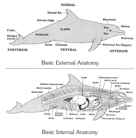 A detailed chart of a dolphins anatomy