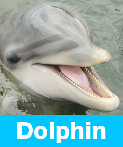 Learn about dolphins.