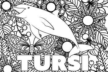 Tursi drawing