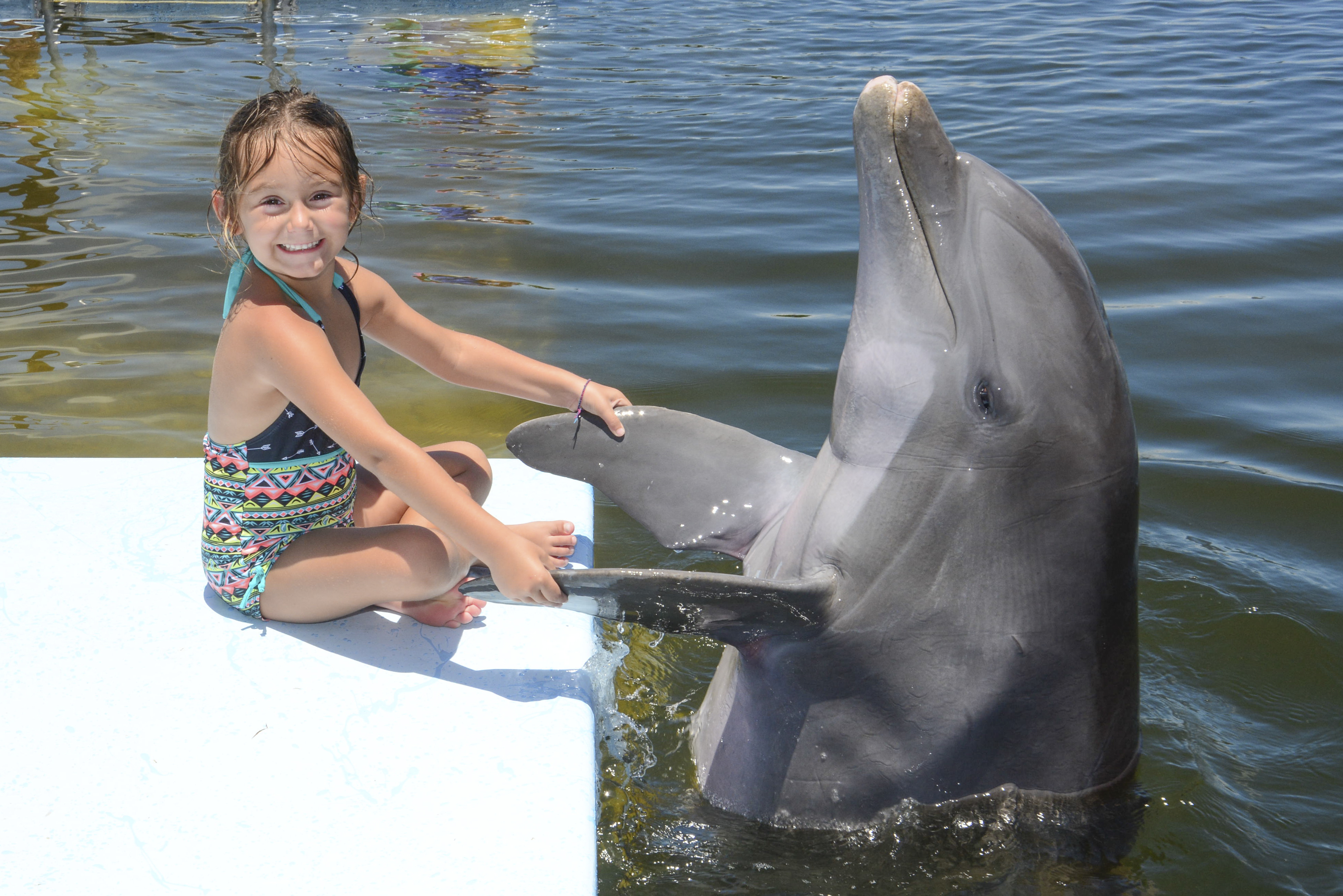 A Child rubs a dolphins' fins during Day Camp.