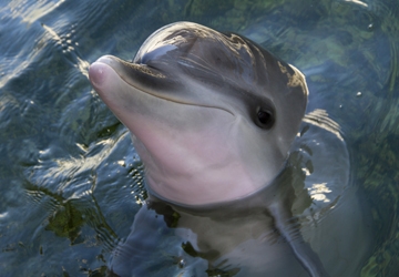 Summer is an Atlantic spotted dolphin who lives in the Florida Keys a