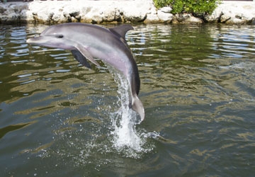 Summer the spotted dolphin does a high dive!