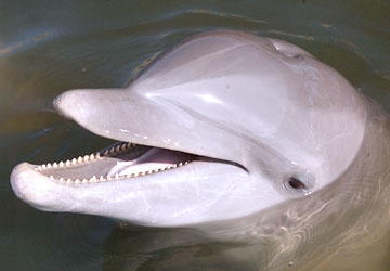 Calusa is a beautiful bottlenose dolphin.