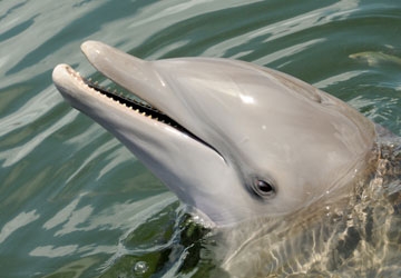 Isn't Cayo a beautiful bottlenose dolphin?