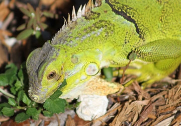 The iguanas eat vegetation.