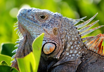 Iguanas roam the Dolphin Research Center grounds.