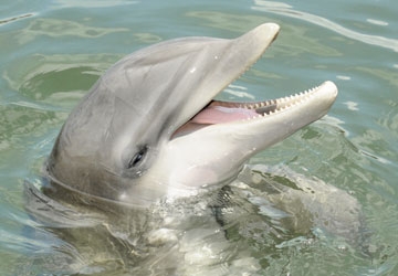 Louie was the first dolphin found alive after the oil spill of 2010.