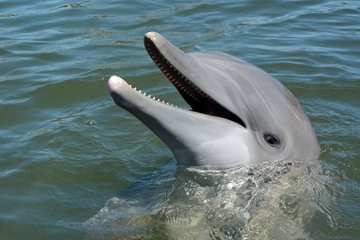 Luna is a gorgeous dolphin.