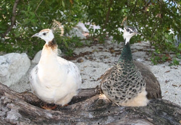 Two female peafowls.