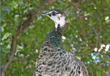 Female peafowl with peacock coloring.