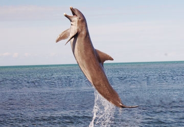 A very creative dolphin, Sandy  creates his own combination beha