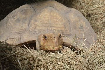 Speedy, an African spurred tortoise.