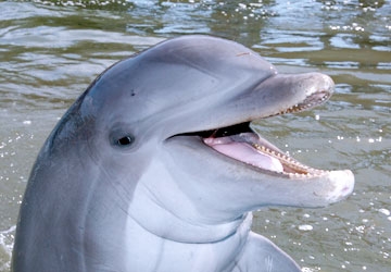 Talon is one of our most enthusiastic dolphin family members.