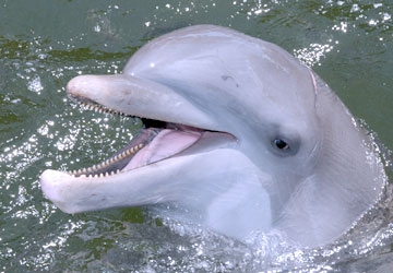 Tanner, son to A.J. and Santini, is a very handsome bottlenose dolphi