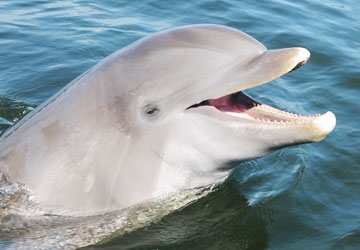 Tursi, the bottlenose dolphin, loves to meet new people.
