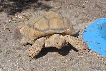 Ziggy, a male African spurred tortoise.