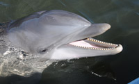Meet our animal family at Dolphin Research Center.